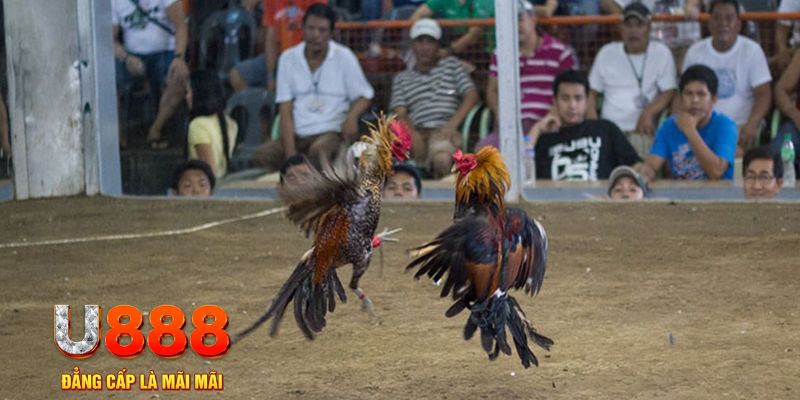 đăng nhập mậu binh khuyến mãi