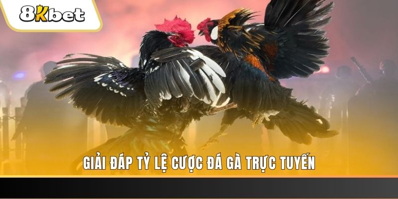 tp88 trực tiếp đá gà thomo